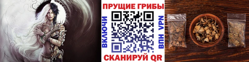 Псилоцибиновые грибы Cubensis  магазин  наркотиков  Самара 